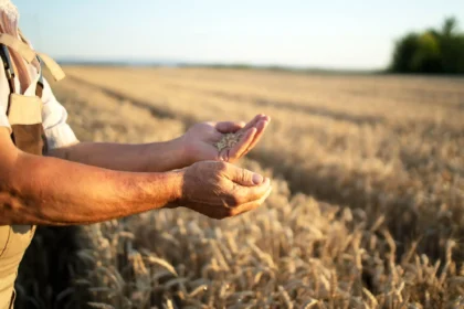 Agricultor analisando grãos em meio à lavoura, simbolizando o apoio financeiro do Pronaf Custeio à produção rural
